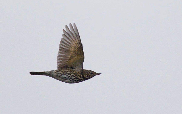 MOTUS-tagged Song Thrush detected at Spurn!