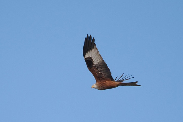 Red Kite - Harry Appleyard.