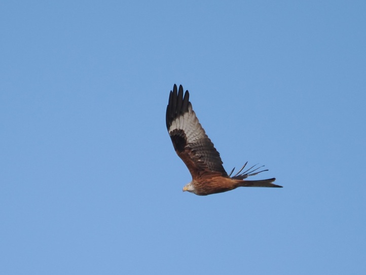 Red Kite - Harry Appleyard.