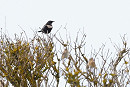 Ring Ouzel - Thomas Willoughby.
