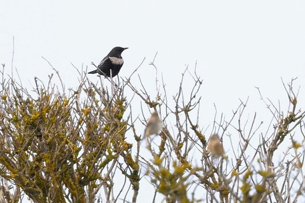 Bird sightings Tuesday, 07 October 2025