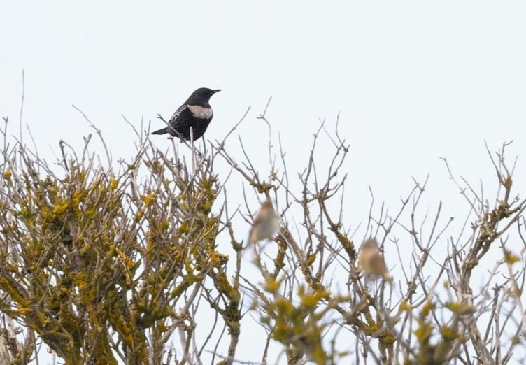 Ring Ouzel - Thomas Willoughby.