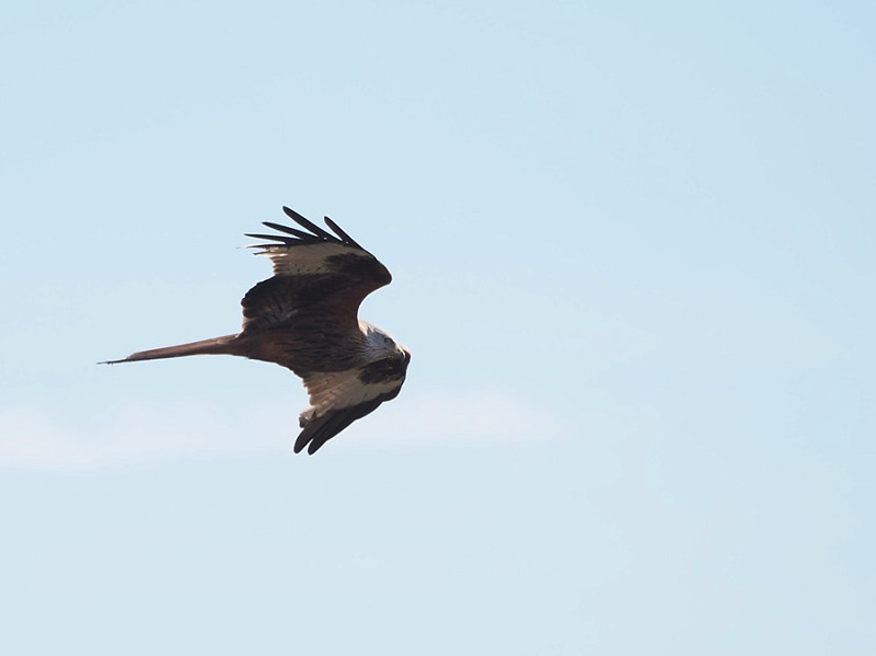 Red Kite - Harry Appleyard.