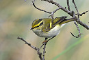 Pallas's Warbler - Thomas Willoughby.