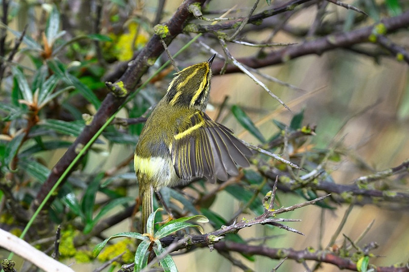 Pallas's Warbler - Thomas Willoughby.