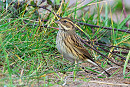 Black-faced Bunting - Thomas Willoughby.