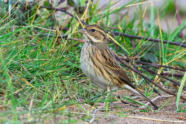 Black-faced Bunting - Thomas Willoughby.