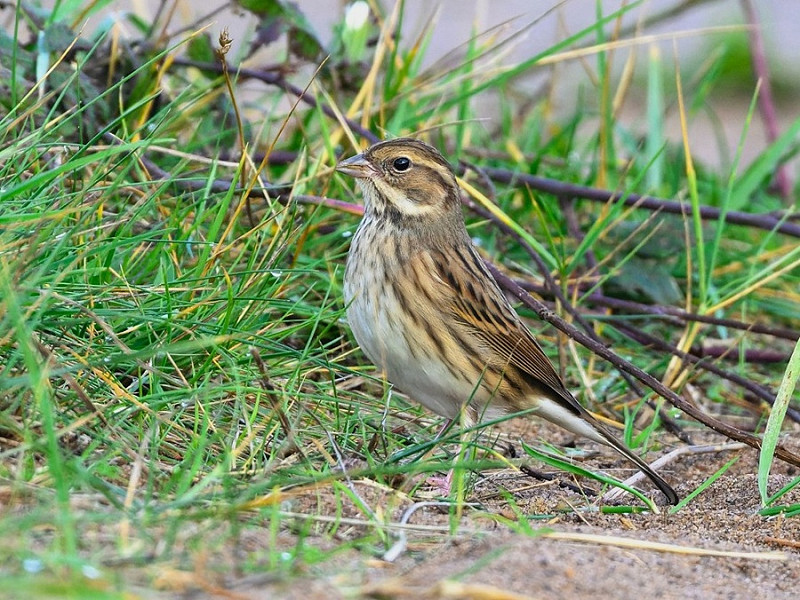 Black-faced Bunting - Thomas Willoughby.