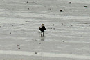 American Golden Plover - Colin Bushell.