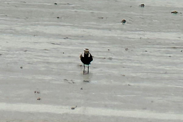 American Golden Plover - Colin Bushell.