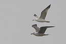 Caspian Gull (top) and Great Black-backed Gull - Harry Appleyard.