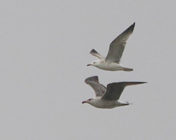 Caspian Gull (top) and Great Black-backed Gull - Harry Appleyard.