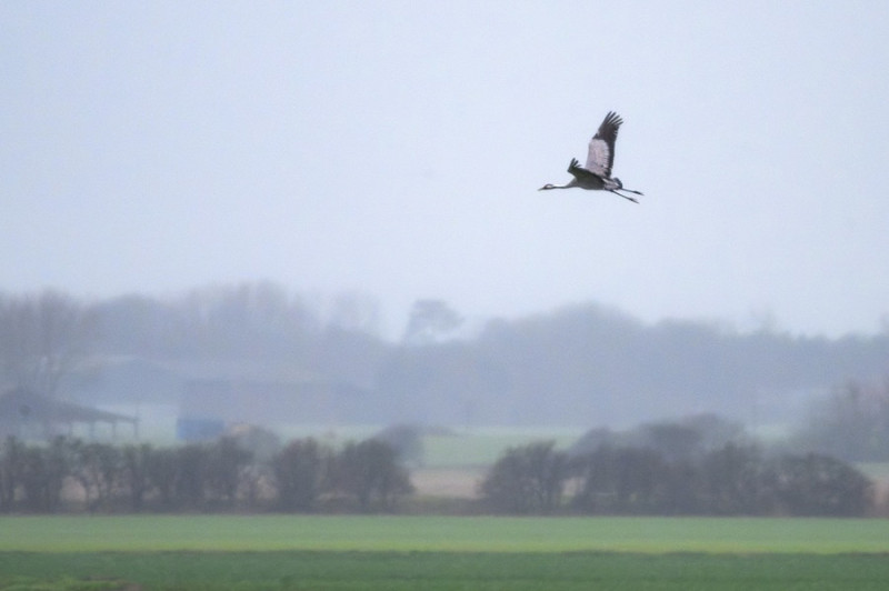 Crane - Thomas Willoughby.