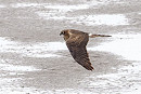 Montagu's Harrier - Thomas Willoughby.