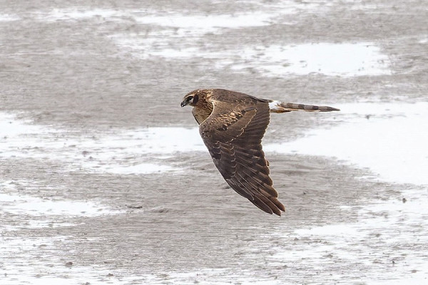 Montagu's Harrier - Thomas Willoughby.