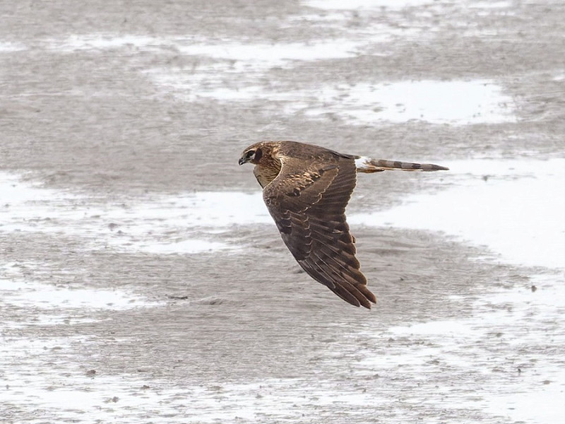Montagu's Harrier - Thomas Willoughby.