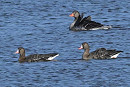 White-fronted Geese with Greylag - Richard Taylor.