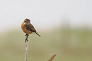 Stonechat - Harry Appleyard.