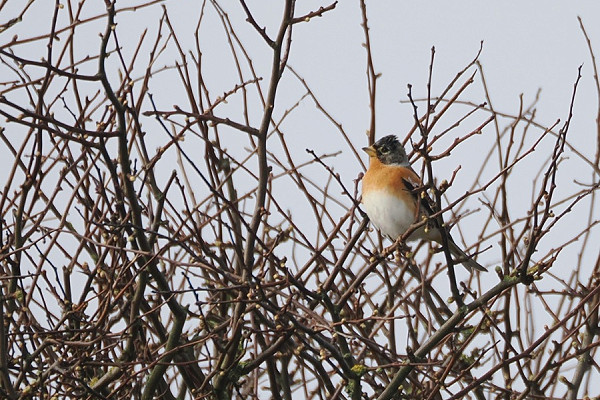 Bird sightings Monday, 23 March 2026