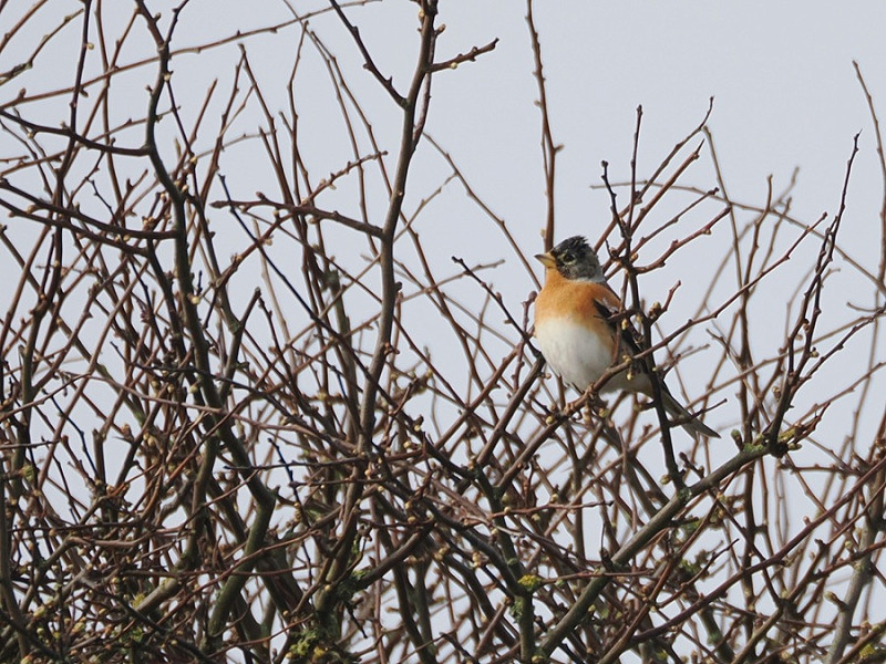 Brambling - Harry Appleyard.
