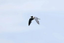 Little Gull - John Hewitt.