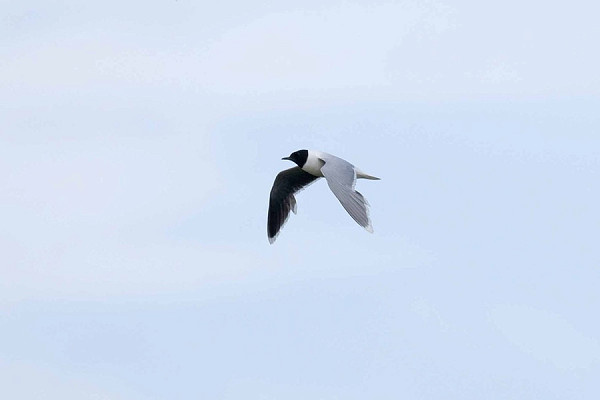 Bird sightings Tuesday, 30 June 2026