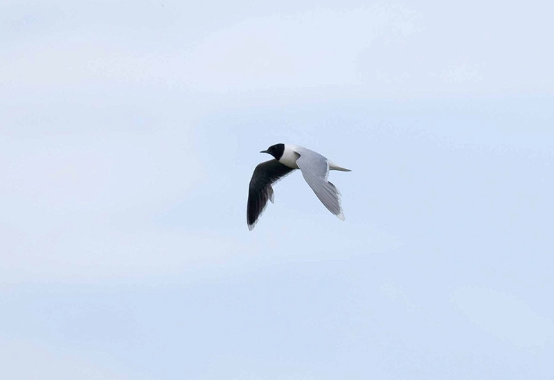 Little Gull - John Hewitt.