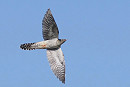 Cuckoo - Harry Appleyard.