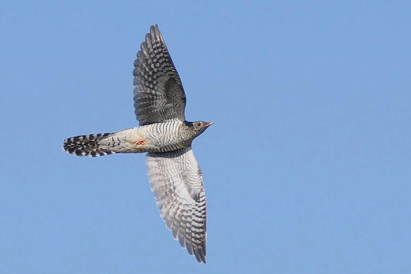 Bird sightings Tuesday, 21 July 2026