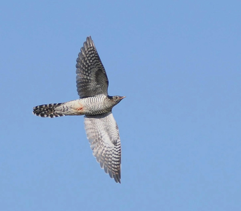 Cuckoo - Harry Appleyard.
