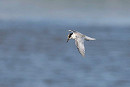 Little Tern - John Hewitt.