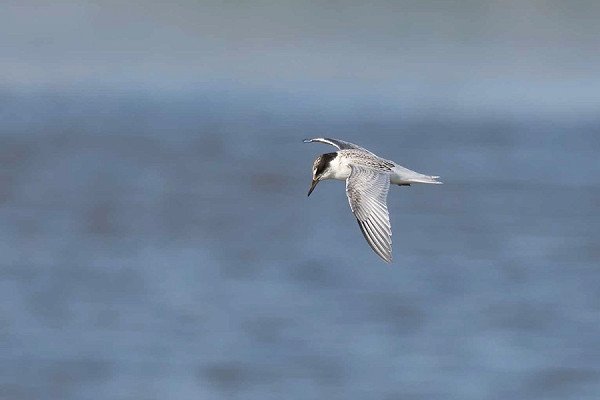 Bird sightings Saturday, 08 August 2026