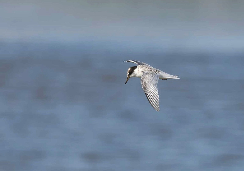 Little Tern - John Hewitt.