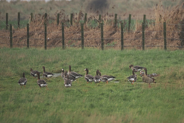 Bird sightings Friday, 06 March 2026