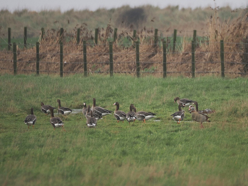 White-fronted Geese with Egyptian Goose - Harry Appleyard.