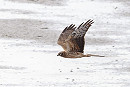 Montagu's Harrier - Thomas Willoughby.