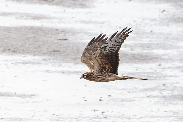 Bird sightings Saturday, 16 May 2026