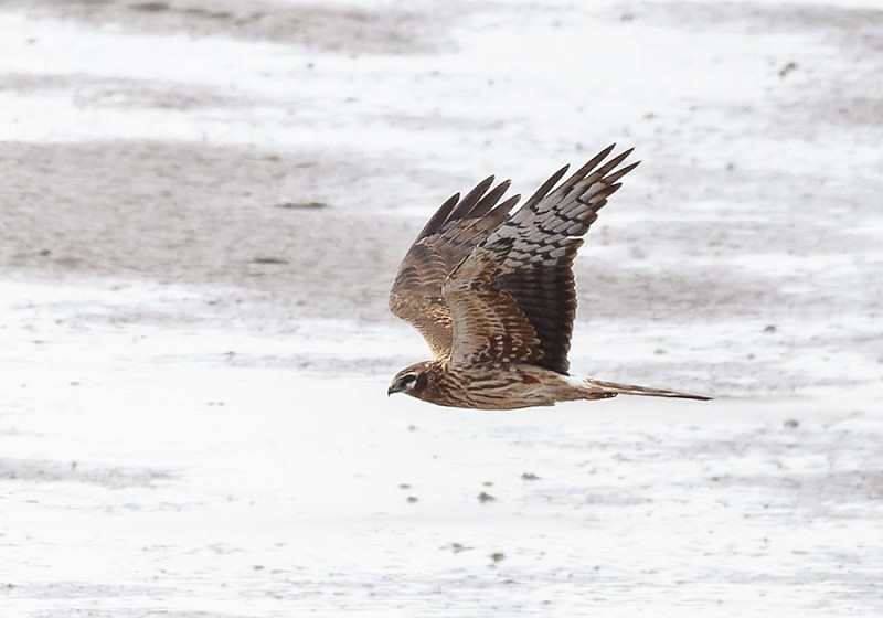 Montagu's Harrier - Thomas Willoughby.
