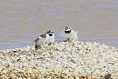 Little-ringed Plover courtship display - Michael Flowers.