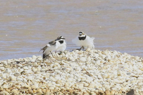 Bird sightings Monday, 20 April 2026