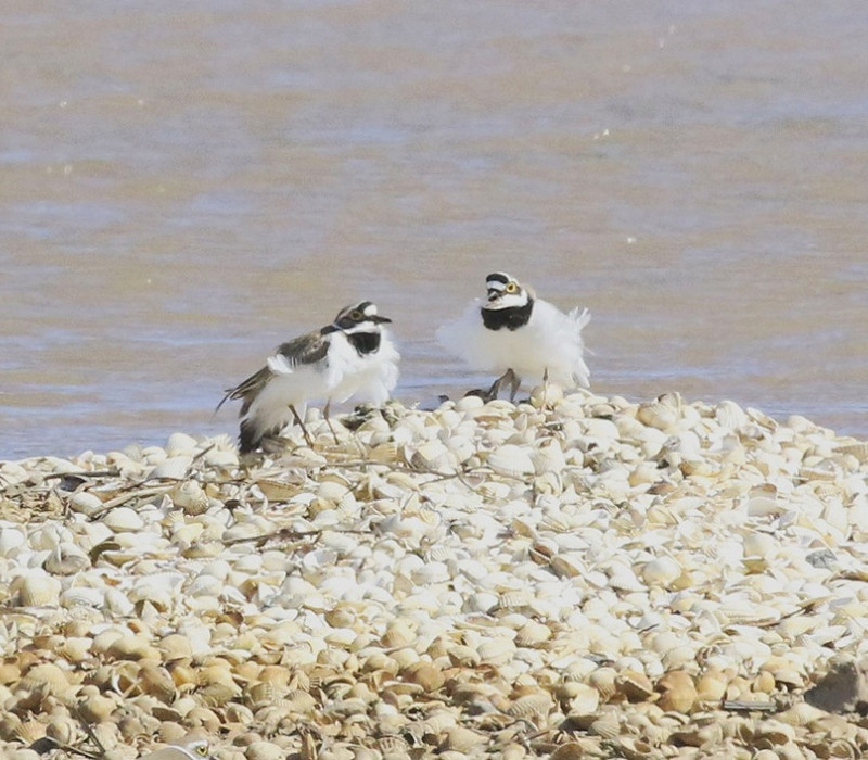 Little-ringed Plover courtship display - Michael Flowers.