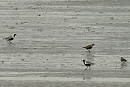 American Golden Plover - Colin Bushell.