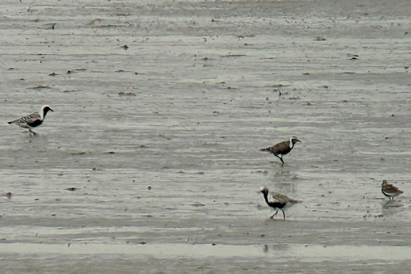 American Golden Plover - Colin Bushell.