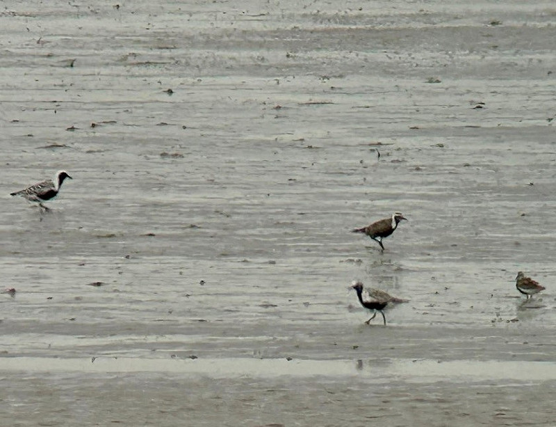 American Golden Plover - Colin Bushell.