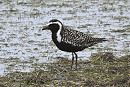 Pacific Golden Plover - Thomas Willoughby. Despite its seemingly long primary projection its overall appearance looks at odd with AGP.