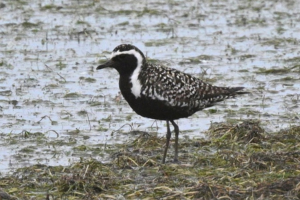 Bird sightings Wednesday, 01 July 2026