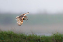 Barn Owl - RS Wang.