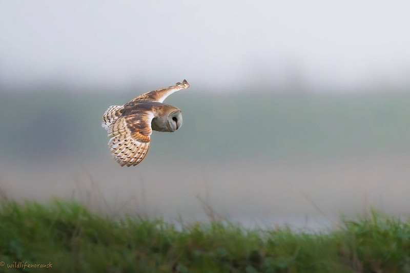Barn Owl - RS Wang.