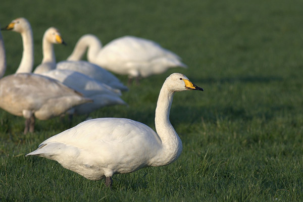 Bird sightings Saturday, 24 January 2026