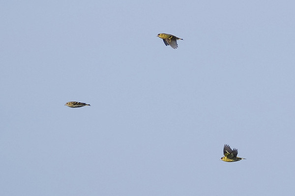 Siskins - Harry Appleyard.